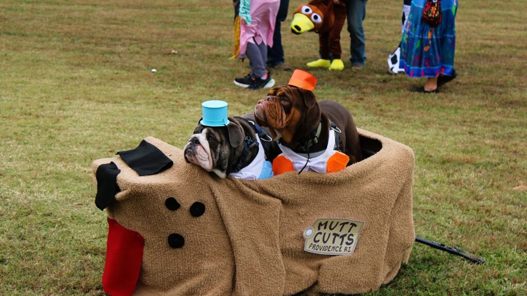 Two bulldogs in matching Mutt Cutts costumes at Boo Springs