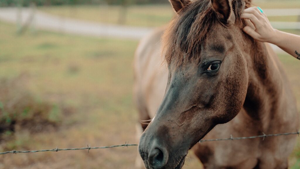 A guest reaching over the fence to scratch a horse's ear.
