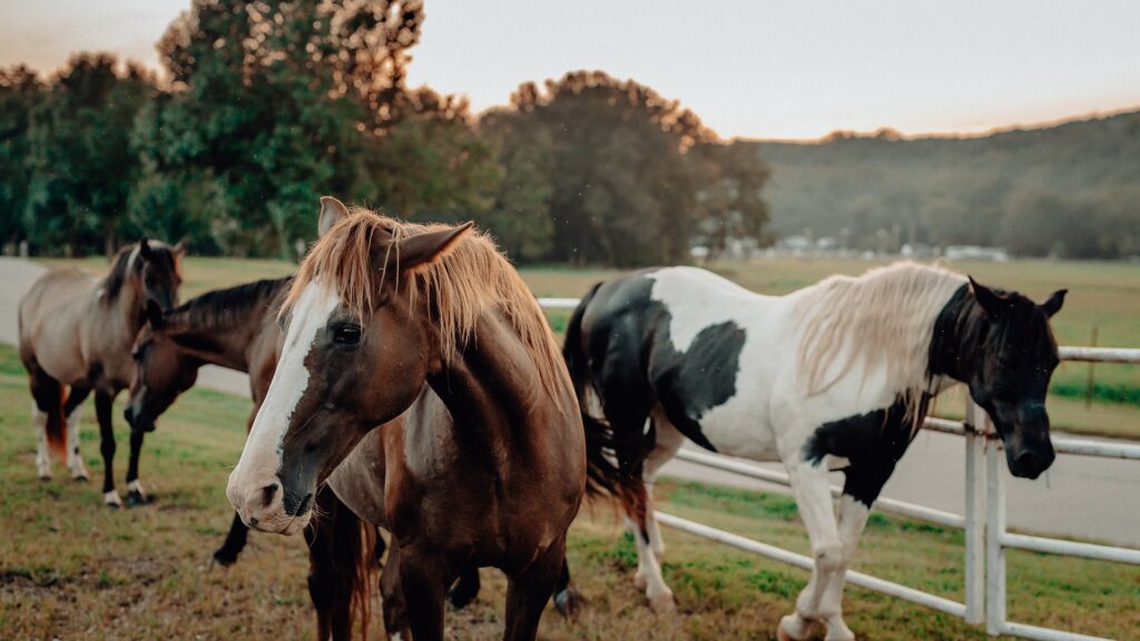 Horses gathered at the pasture fence in evening light.