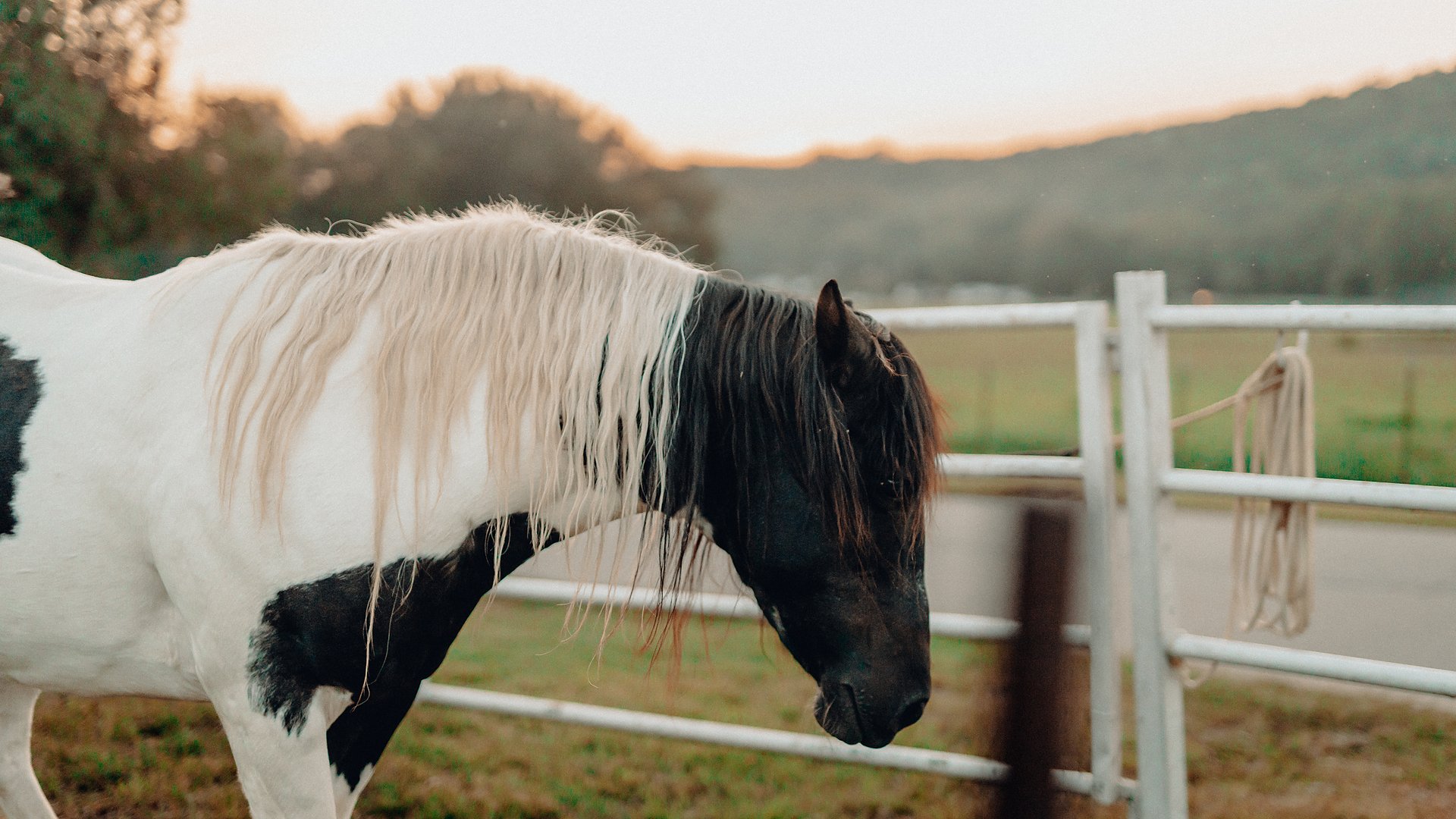 A paint horse with a pale mane standing at the fence in golden evening light.