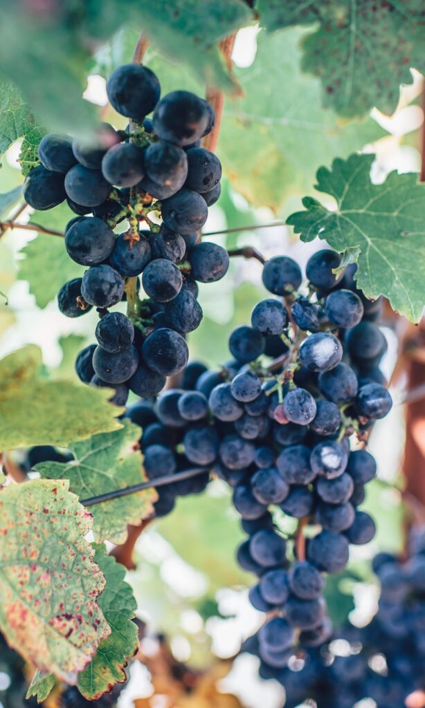 Ripe dark grapes hanging on the vine